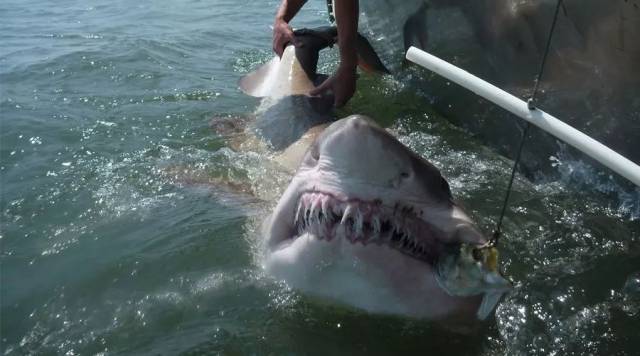 当一只澳洲鲨鱼的肚子被剥开,最令人绝望的一幕出现了!