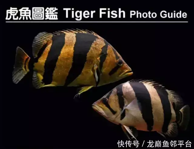 泰北虎鱼,泰北虎,28万泰虎鱼(第13页)_大山谷图库