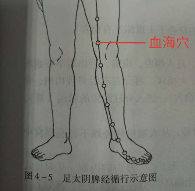 血海针灸,针灸,血海_大山谷图库