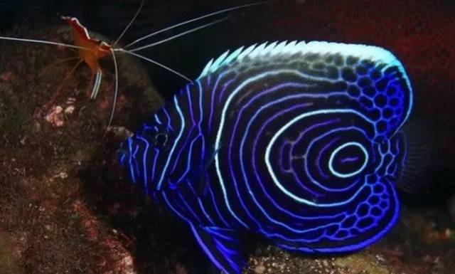 10,青蛙鱼(mandarinfish)