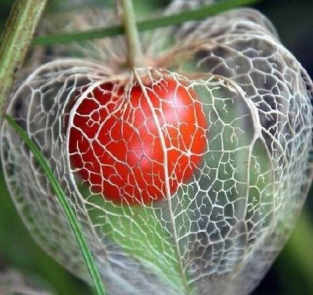 全球罕见的30种水果,98%的于都人没见过!