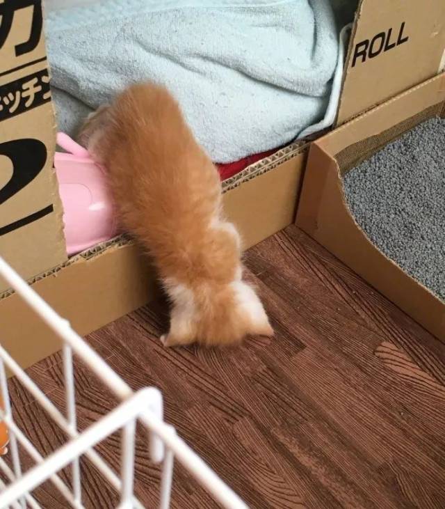 哪怕身子倒立吊着,也能睡!