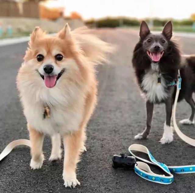 博美和冠毛犬生的宝宝竟然是个秃子!网友:大自然真奇妙.