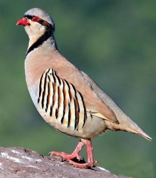 农村孩子辞职养"飞龙",建华北最大繁养基地