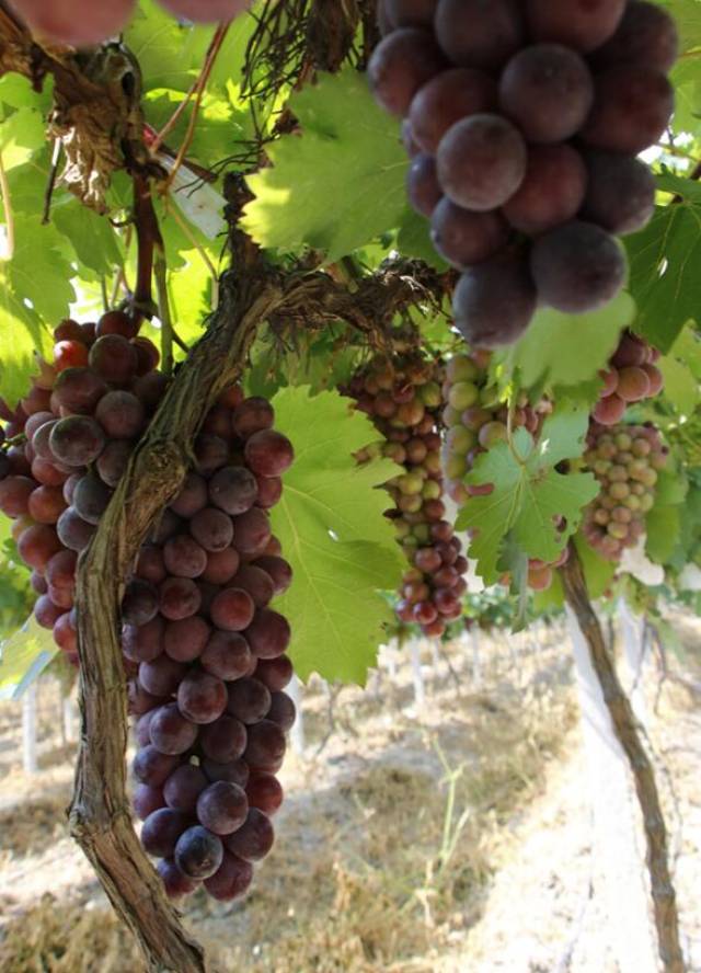 陆川葡萄采摘观赏提前开园迎客