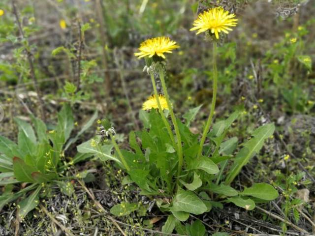 蒲公英,这5大用法,可改善身体多种小毛病,你试过吗?