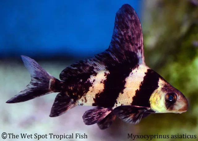 小时候的中华胭脂鱼:wet spot tropical fish 然而等它长大