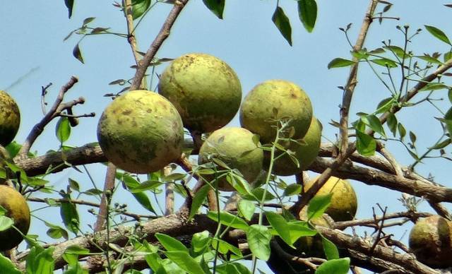 全球罕见的30种水果,98%的于都人没见过!