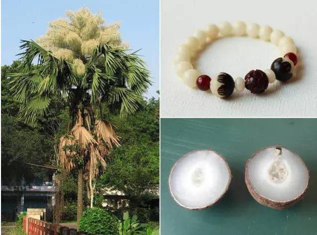1,贝叶棕果实有毒,戴菩提根手串需要慎重!