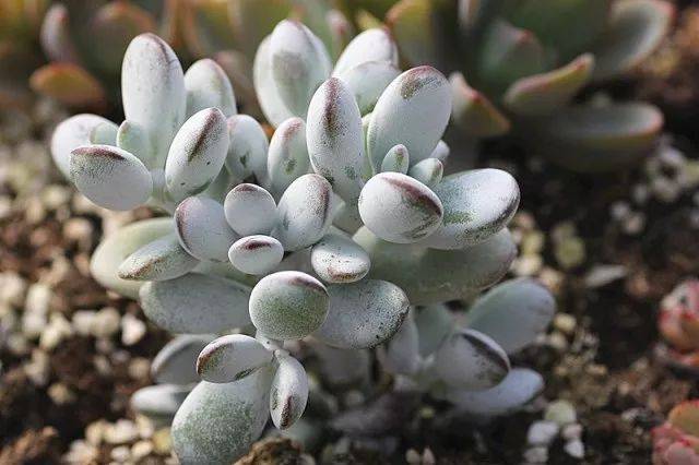 【大小多肉】之 乒乓福娘