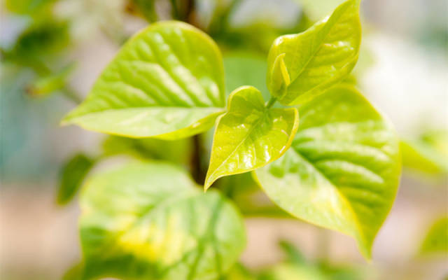 这种叶子泡水喝,不仅养胃还能杀灭幽门螺杆菌!