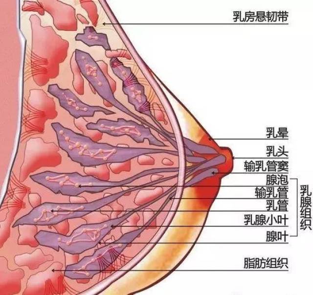 医学上,乳房长这样