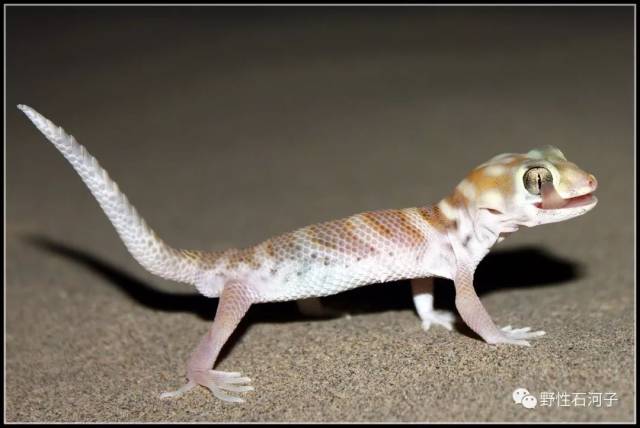 新疆沙虎,常见于玛纳斯河流域周边荒漠沙丘,王瑞拍摄