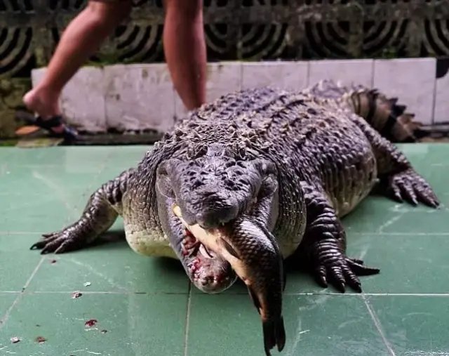 世界上最胖的鳄鱼图片图片