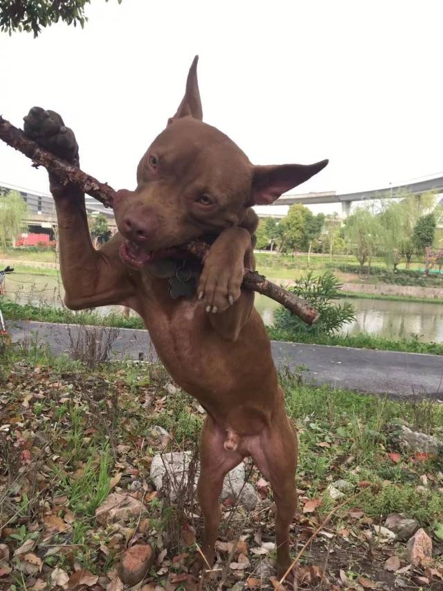 養比特的人與他的狗,都要承受很大非議,為比特犬正名刻不容緩!