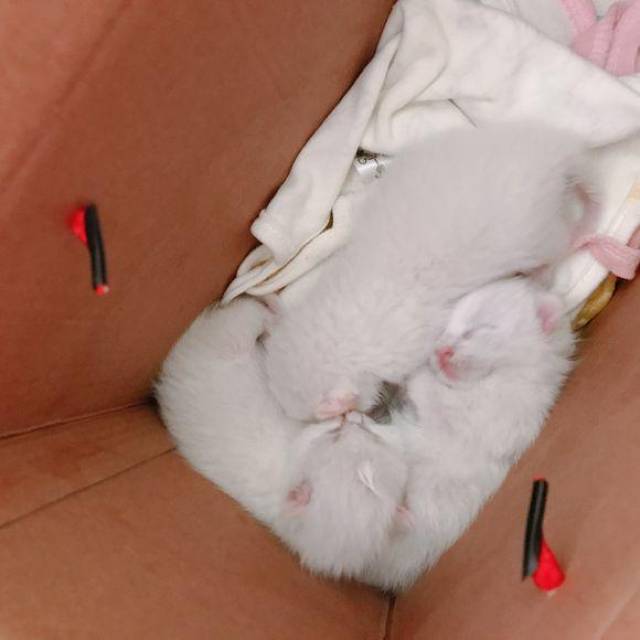 捡到三只刚出生的小奶猫,精心照顾一周后才睁眼,主人激动痛哭!