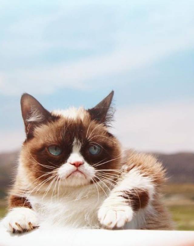 grumpy cat 不爽貓