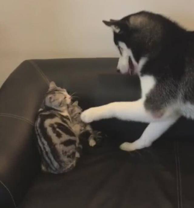 猫打二哈,打猫,人打猫_大山谷图库