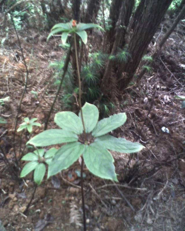 鸳鸯虫,枝花头,螺丝七,海螺七,灯台七,白河车,螺陀三七,土三七,七叶莲