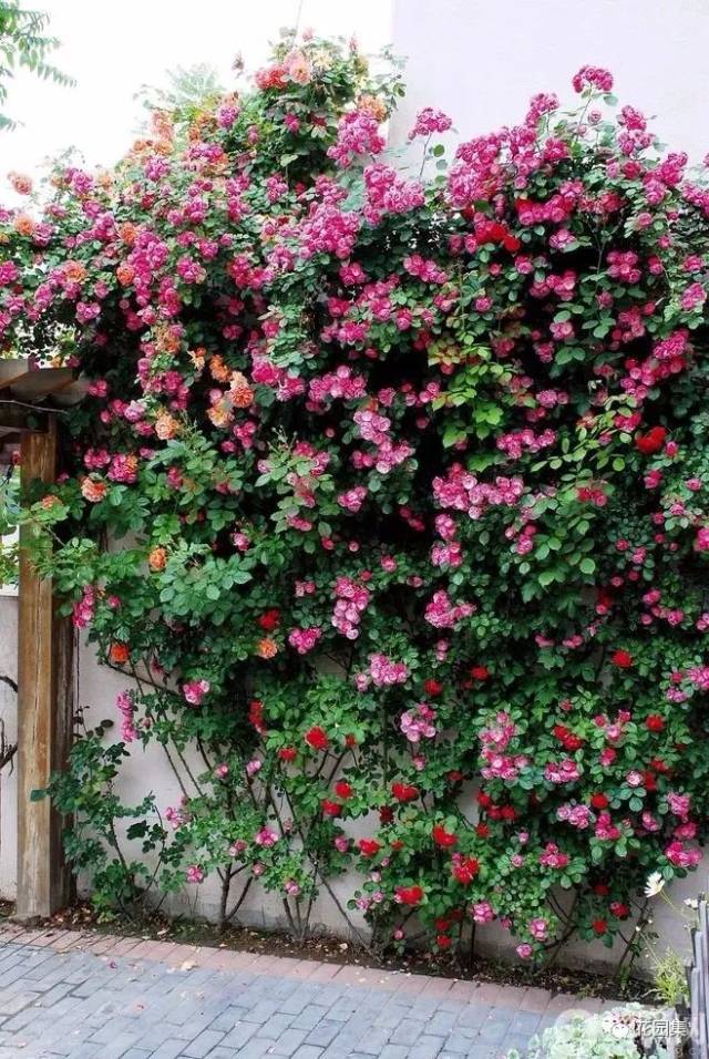120例花墙实景,让你转角遇见花园的浪漫