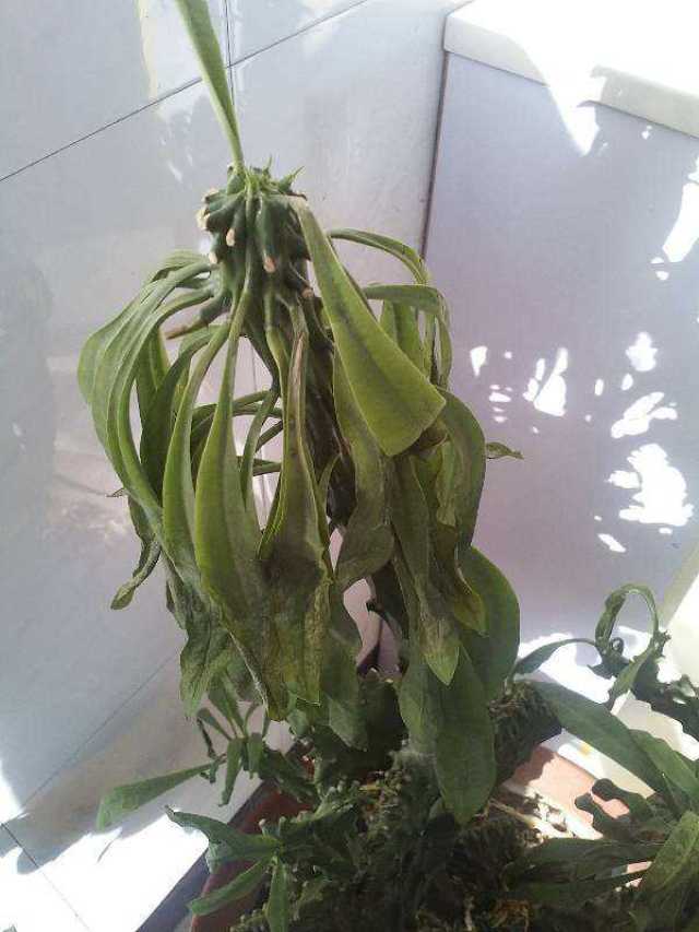 如果花草叶子打蔫了,看看这几个原因,对症下药,马上就花恢复