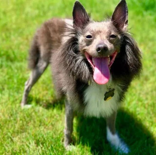 博美和冠毛犬生的宝宝竟然是个秃子!网友:大自然真奇妙.