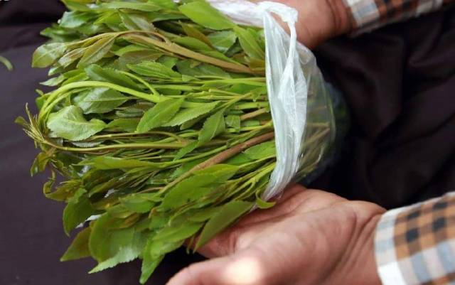 一个被"毒品树叶"侵蚀的国家,宁可全家饿着肚子,也要天天吃!