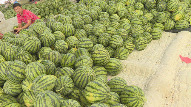 首先去看看上海崇明岛的麒麟瓜,今年上海崇明岛的麒麟瓜要比往年少得