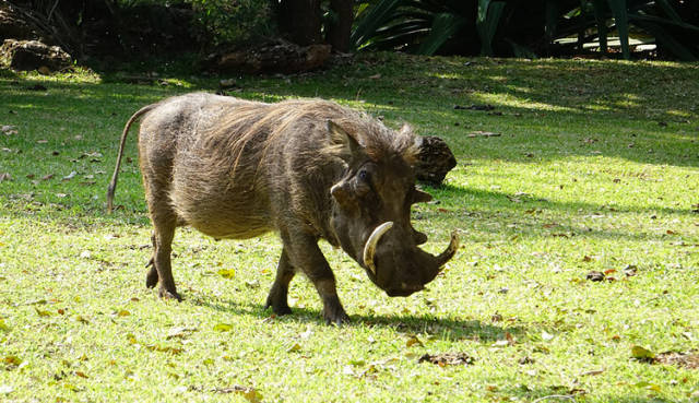 世界上最丑陋的猪，马上濒临灭绝，没几人见过！_搜狐网