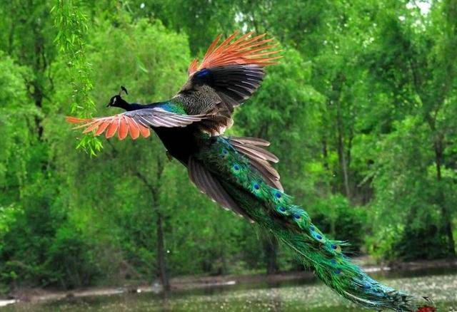 周延锋美文美图:孔雀开屏赞