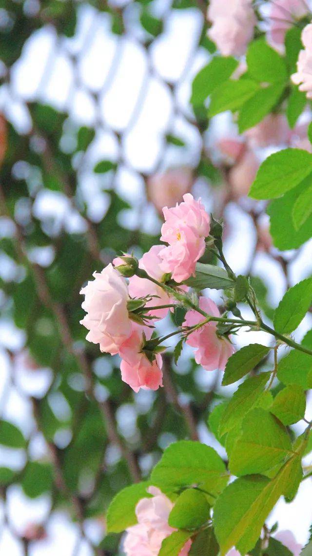 有情芍藥含春淚,無力薔薇臥曉枝.