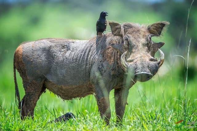 世界上最丑陋的猪，马上濒临灭绝，没几人见过！_搜狐网