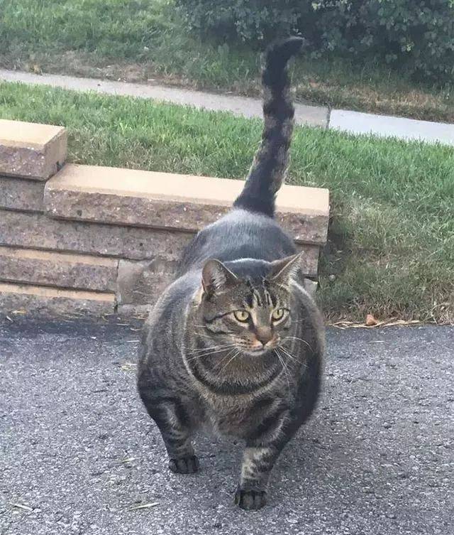 这是我见过的最壮的猫!
