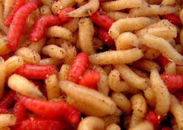 奇食之旅:江苏海安美食"炒肉芽",吃货:别骗我这明明是蛆