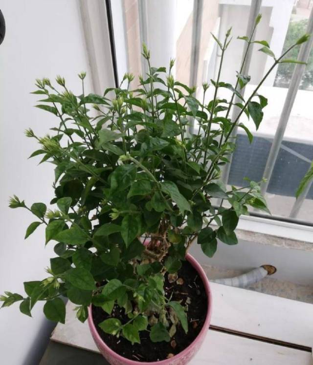 茉莉花不开花,三分钟教你找到原因,很快就能开满花_手机搜狐网