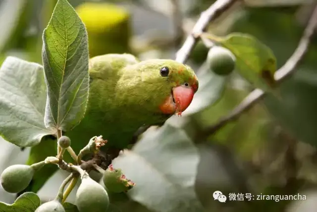 卿卿我我,甜甜蜜蜜,它们是情侣鹦鹉