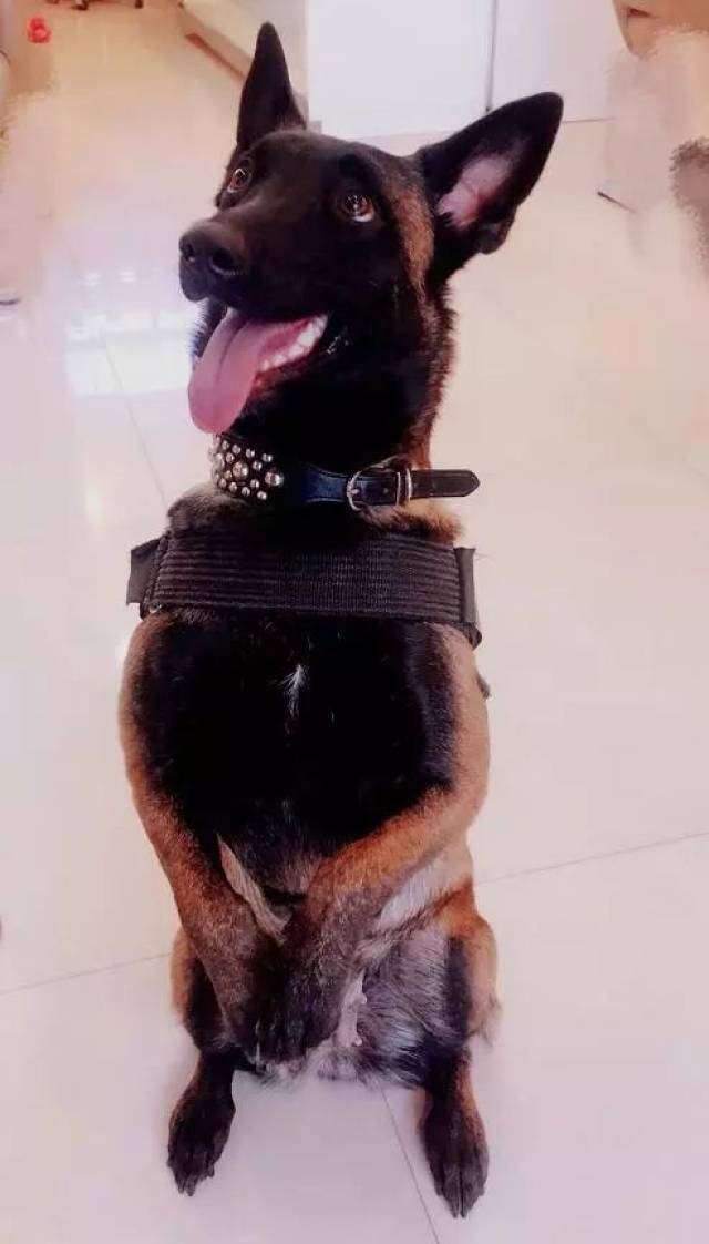 只要记住这五点,训练马犬成为"优秀犬才"事半功倍!