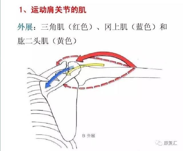 【值得收藏】肌拉力线—骨骼肌功能解剖学的分析法