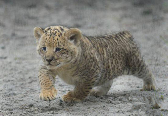 世界上首只狮狮虎兽