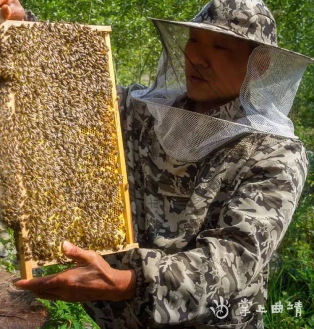 罗平一窝蜂产业究竟有多火爆