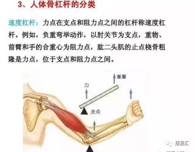 肌肉拉力线示意图图片