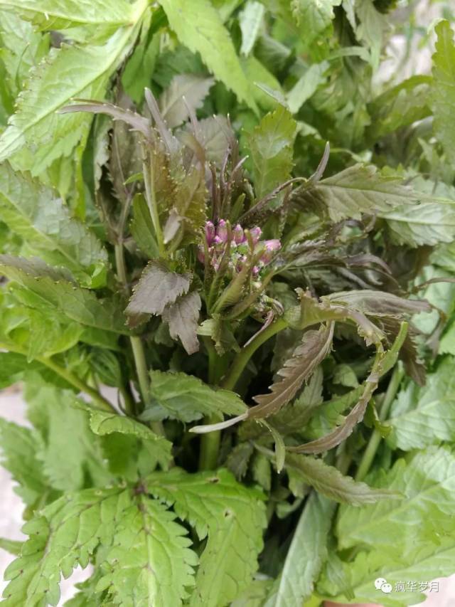 【大地行吟】六月,苍山西坡马鹿塘,奇花异草人神共享(文/图/避暑线路)