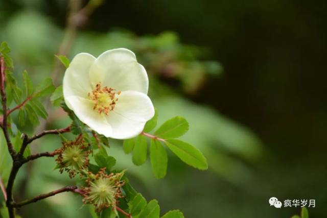 尼泊爾薔薇