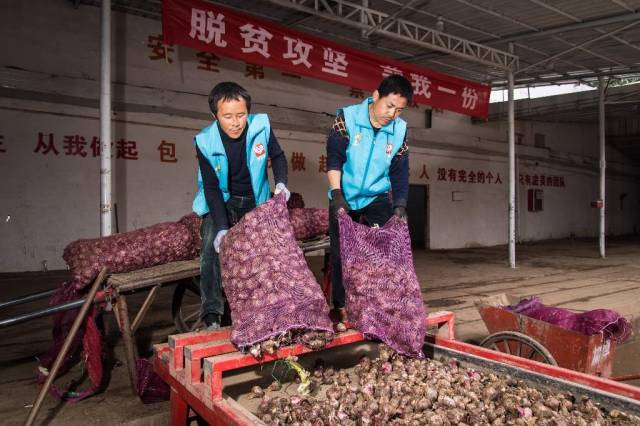 扶持1万新农人,带动数万农民就业 拼多多要在农村干啥?