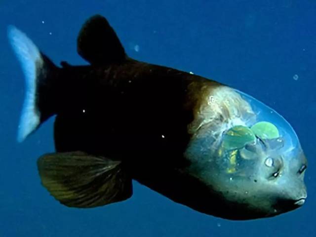 最罕见的动物深海图片