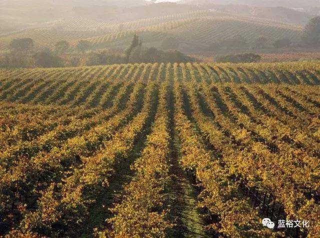 揭秘十大世界顶级葡萄酒庄(下)_酒庄设计规划