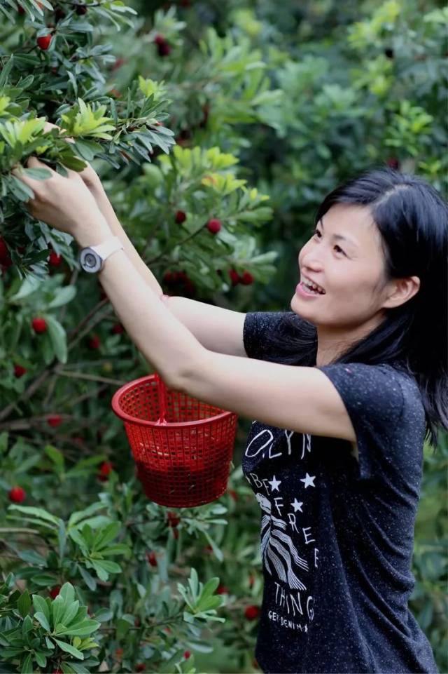 杨梅熟了,采摘正当时,我在茶山等着你!