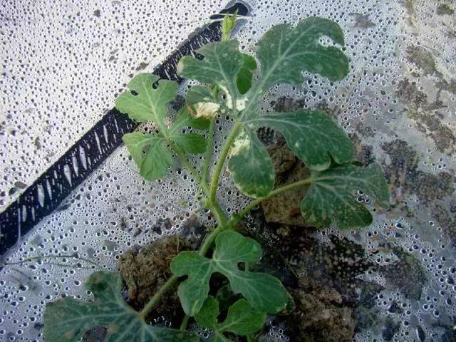 超级实用的西瓜生理学病害!缺硼,病毒病您分得清吗