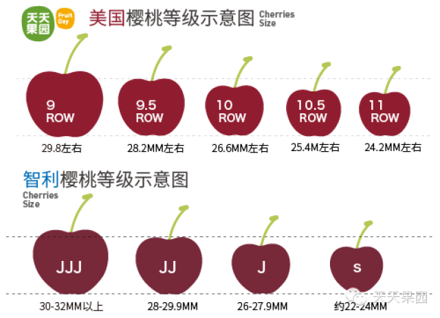 为什么美国樱桃的大小是看行数,而智利樱桃是看有几个j呢?