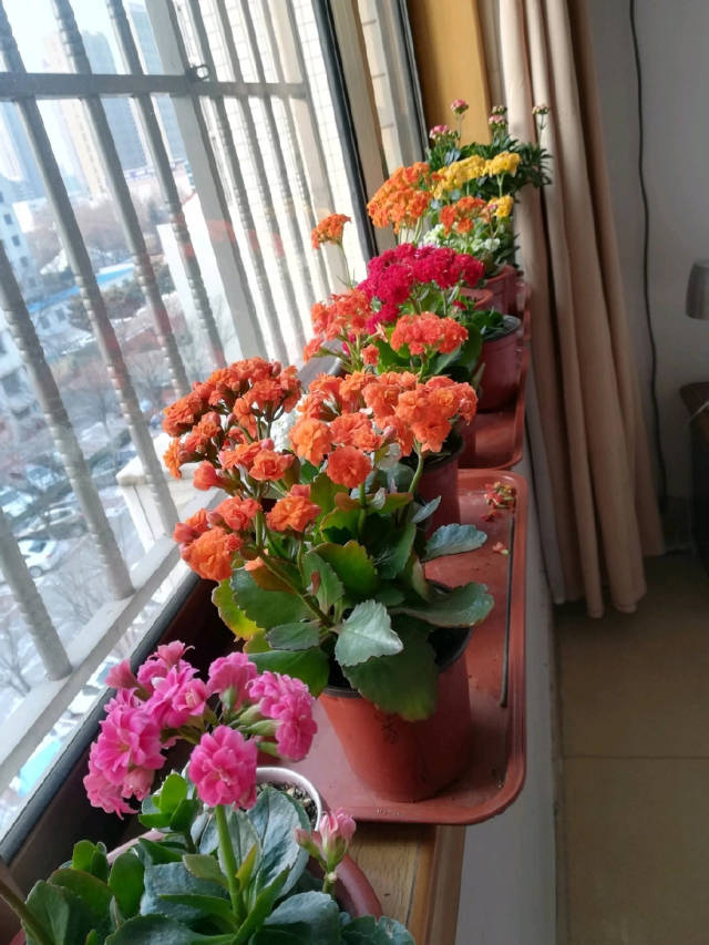 如果喜欢养花,有养花的问题可以关注小齐.